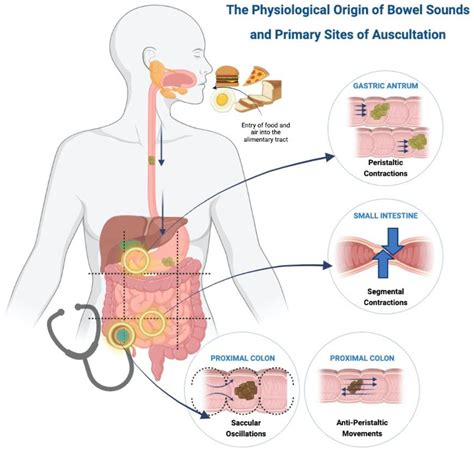 Gastroenterology .